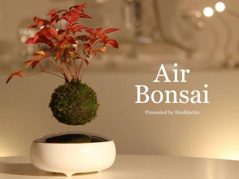 Air Bonsai, quando le piante fluttuano nell’aria