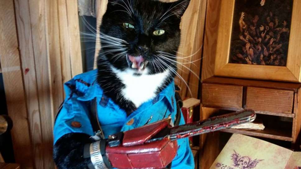 gatti cosplayer
