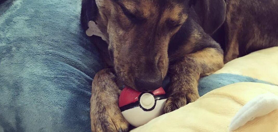 I cani impazziscono per le Poké Ball Plus dei loro padroncini