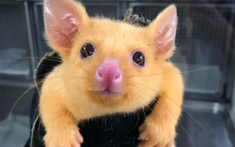 pikachu opossum australiano