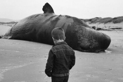 balena esplosa oregon 1970