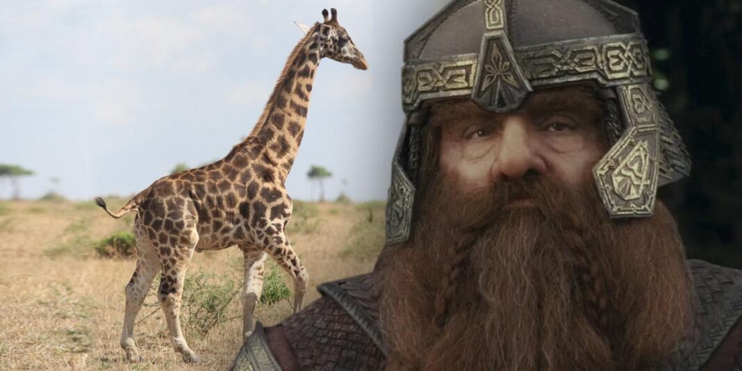 giraffa nana gimli