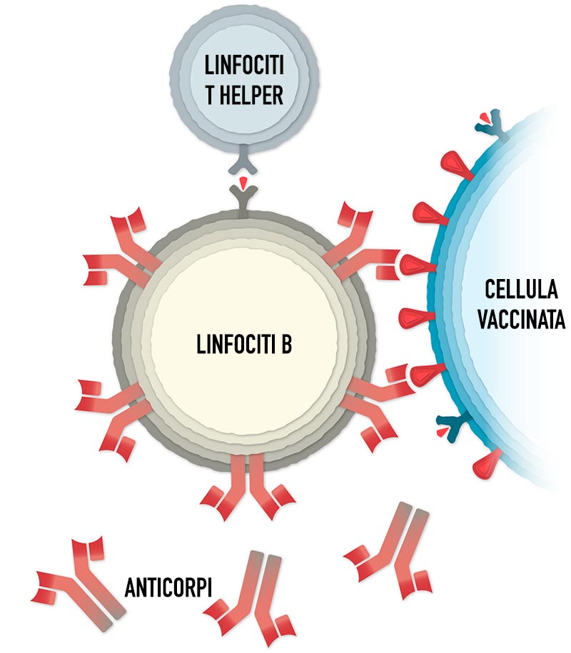 produzione anticorpi coronavirus