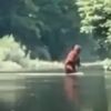 Bigfoot Video Michigan