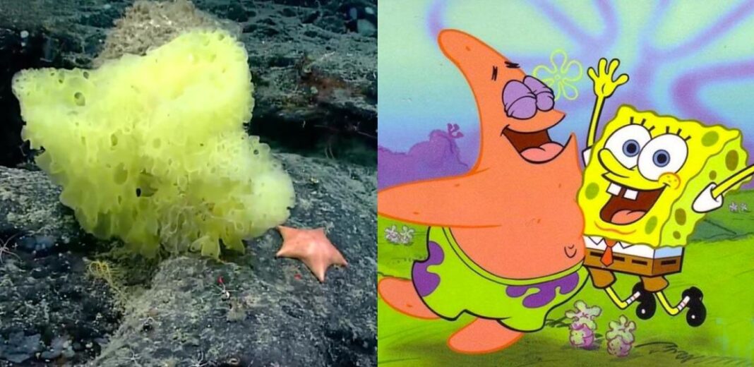 SpongeBob e Patrick reali