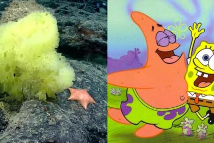 SpongeBob e Patrick reali