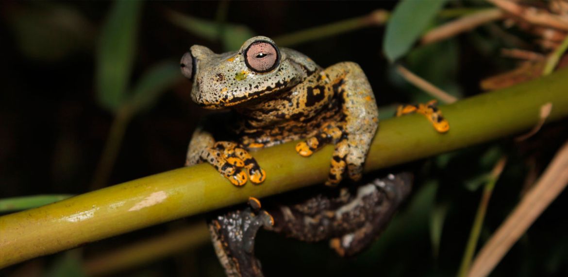 Hyloscirtus tolkieni rana di JRR Tolkien