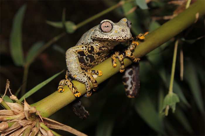 Hyloscirtus tolkieni rana di Tolkien