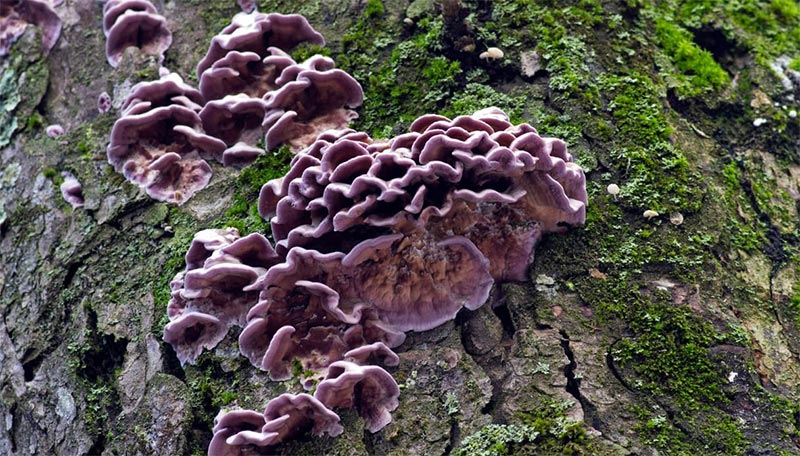 fungo Chondrostereum purpureum