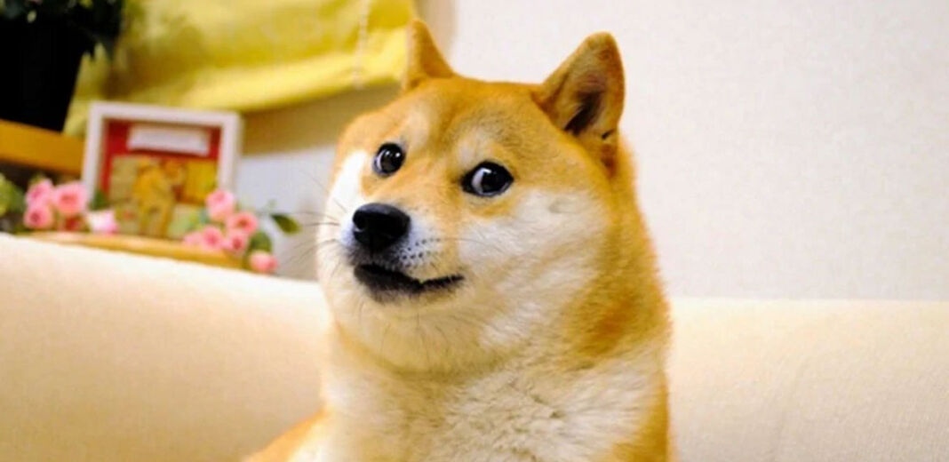 kabosu cane shiba inu simbolo dogecoin