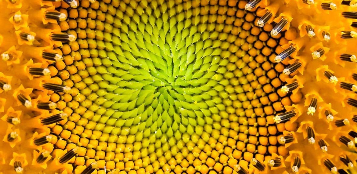 successione fibonacci girasole successione fibonacci girasole