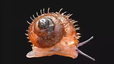 Lagocheilus hayaomiyazakii chiocciola hayao miyazaki